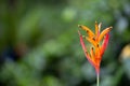 False Bird of Paradise