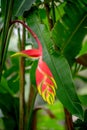 False Bird of Paradise flower, heliconia rostrata. Also known as wild plantains and lobster claws, Mauritius, Africa Royalty Free Stock Photo