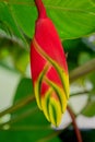 False Bird of Paradise flower, heliconia rostrata. Also known as wild plantains and lobster claws, Mauritius, Africa Royalty Free Stock Photo