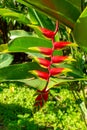 False Bird of Paradise, Flower with Red and Yellow Colors Royalty Free Stock Photo