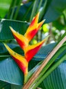 False Bird of Paradise, Heliconia