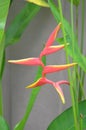 False Bird of Paradise (heliconia)