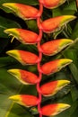 False-Bird-of-Paradise Flower