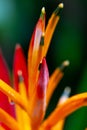 False bird-of-paradise Orange Christmas Heliconia