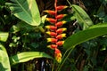 False Bird Of Paradise Thailand