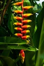 False Bird Of Paradise Thailand