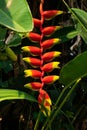 False Bird Of Paradise Thailand