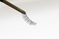 false black lashes isolated on white background. Macro shot of eyelash extensions. side view. False eyelashes held with tweezers