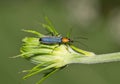 False blister beetle (Heliocis repanda) insect on flower bud.