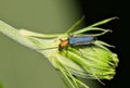 False blister beetle (Heliocis repanda) insect on flower bud.