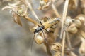 False blister beetle Oedemera Femorata Royalty Free Stock Photo