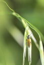 False blister beetle Oedemera Femorata Royalty Free Stock Photo