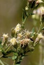 False Boneset 605273