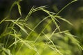 False Brome, Brachypodium sylvaticum