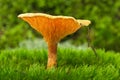 False chanterelle agaric