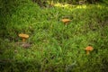 False chanterelle in green moss covered ground in cozy forest.