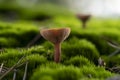 False chanterelle Hygrophoropsis aurantiaca agaric mushroom in green moss very close up with blurred background Royalty Free Stock Photo
