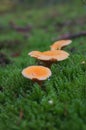 False chanterelle Hygrophoropsis aurantiaca Royalty Free Stock Photo