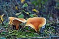 False chanterelle hygrophoropsis aurantiaca mushrooms Royalty Free Stock Photo