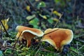 False Chanterelle Hygrophoropsis Aurantiaca Mushrooms