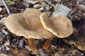 False Chanterelle