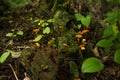 False Chanterelle Mushroom Moss