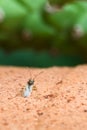 False chinch bug sitting on clay pot texture