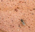 False chinch bug sitting on clay pot texture