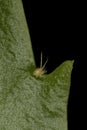 False Christmas Cactus Schlumbergera truncata. Areole Closeup