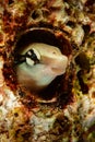 false cleanerfish fangblenny blenny fish Royalty Free Stock Photo