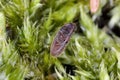 False click beetle indoors (Trixagus sp). A tiny beetle that develops in decaying wood overgrown with mycelium frass Royalty Free Stock Photo