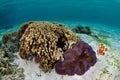 False Clownfish, Anemone, and Corals