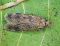 False Codling Moth