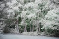 False colour infrared forest landscape image in Summer Royalty Free Stock Photo