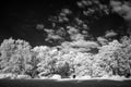 False colour infrared forest landscape image in Summer Royalty Free Stock Photo