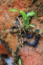 False coral snake, micrurus narduccii, coralillas with black orange pattern on a red clay ground with a small plants Royalty Free Stock Photo