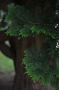 False Cypress close-up