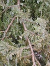 False cypress leaves in ice