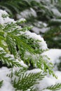 False cypress leaves in snow