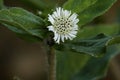 Closeup of false daisy. Bhringraj plant. Eclipta. Natural medicine.