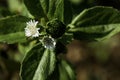 Closeup of false daisy. Bhringraj plant with flower in the garden, in nature.