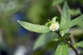 False daisy. Eclipta alba. Karisalankanni. yerba de tago. Eclipta prostrata. Bhringraj plant.