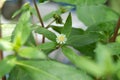 False daisy. Eclipta alba. Karisalankanni. yerba de tago. Eclipta prostrata. Bhringraj plant.