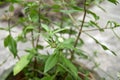 False daisy. Eclipta alba. Karisalankanni. yerba de tago. Eclipta prostrata. Bhringraj plant.