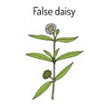 False daisy Eclipta prostrata, alba , medicinal plant