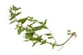 False daisy or eclipta prostrata tree isolated on white background.top view,flat lay