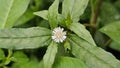 False daisy flower. The scientific name of false daisy is Eclipta prostrata, beautiful flowers. Royalty Free Stock Photo