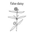 False daisy medicinal plant