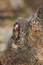 False darkling beetle, Abdera flexuosa on alder bracket, Inonotus radiatus