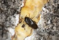 False darkling beetle, Orchesia micans feeding on fungi